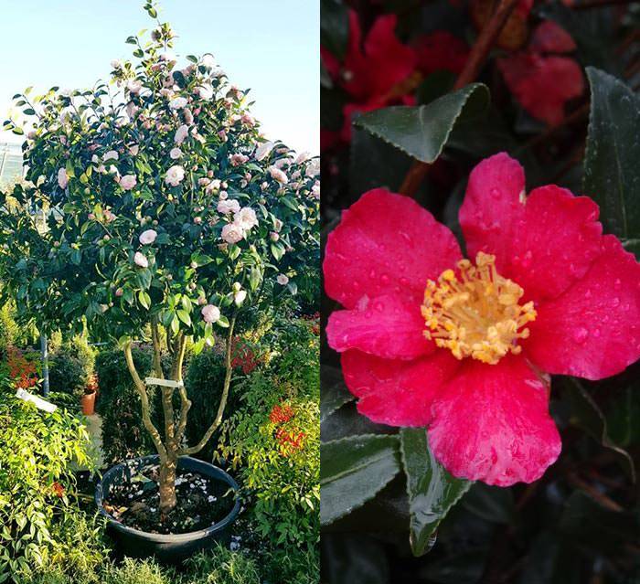 Camellias for planting now - Mature Tree Camellia and Camellia Yuletide Buy UK
