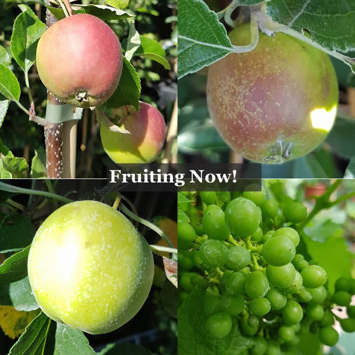 What To Plant Now | Fruit trees are laden with fruits and berries early this year