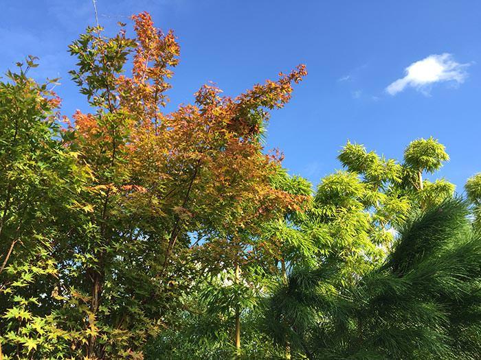 What To Plant Now | Japanese Acer leaves Autumn colour buy Acers online with UK delivery