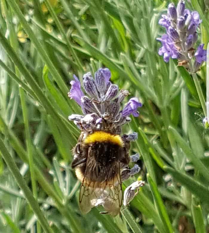 Summer Flowering Plants – Lavender is adored by bees