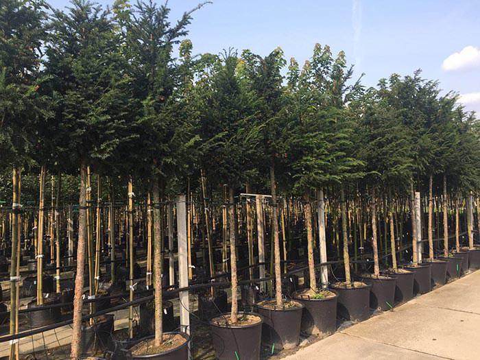 Plant Evergreen Screening trees now to get them established in the ground.