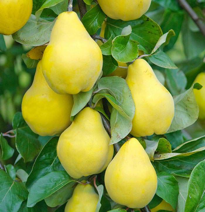quince trees for sale uk champion