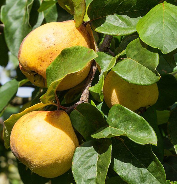 quince tree cultivar ludovic