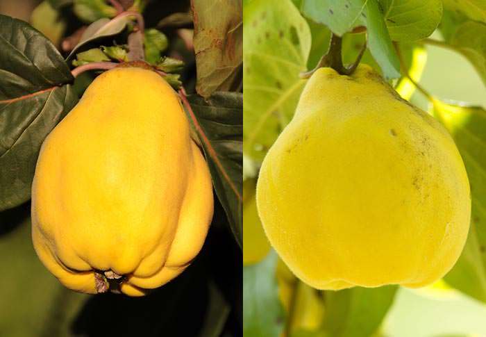 quince tree varieties rea's mammoth and portugal