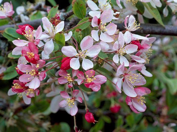 Suitable for larger gardens, Japanese crab apple adds ornamental value to the landscape.