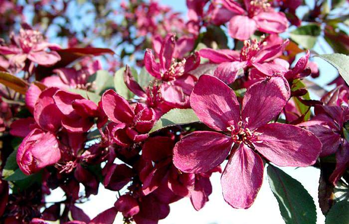 This crab apple tree is an excellent choice for above wall fencing.