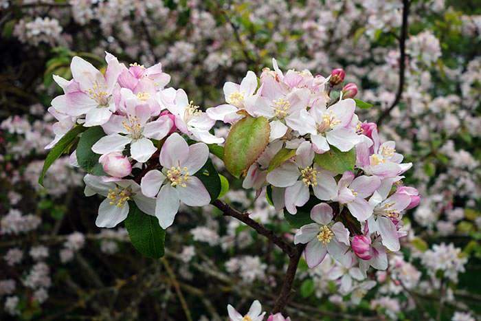 Common crab apple and eating apple cultivars are closely related.