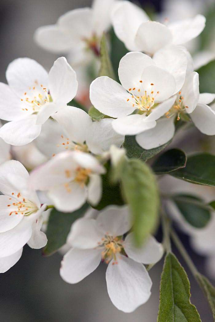 Crab apple trees are ideally suited for specimen trees.