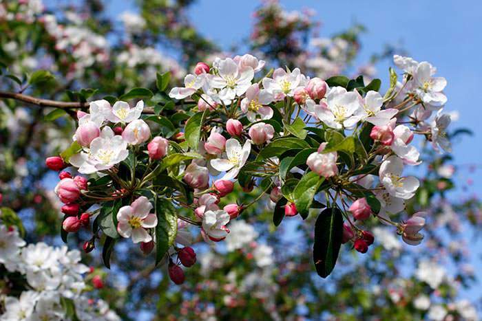 Showy and beautiful, this flowering tree offers multiple seasons of interest.