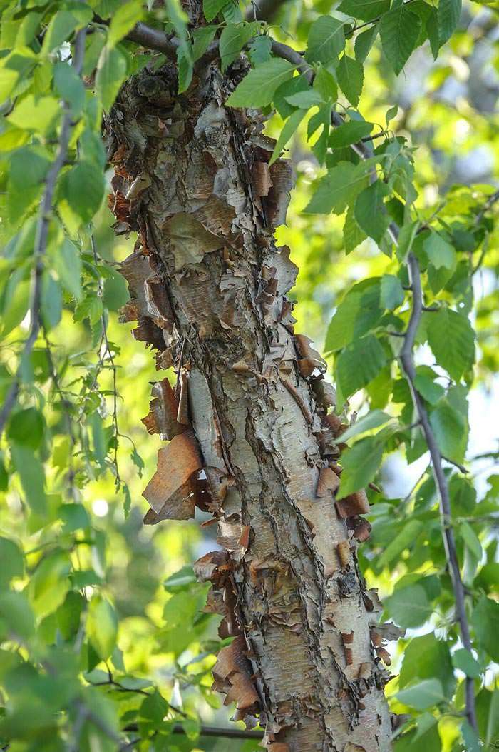 The peeling bark is one of the many qualities of Betula Nigra Summer Cascade.
