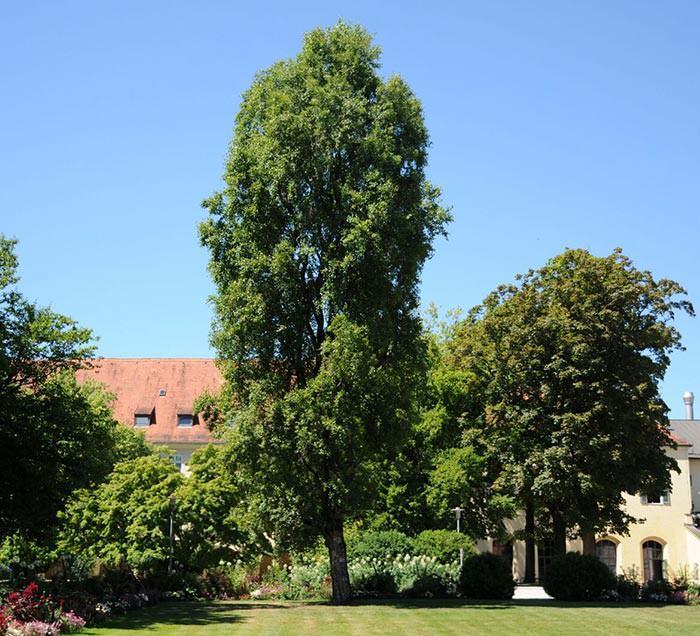 With 30 metre height, European White Birch is one of the tallest varieties.