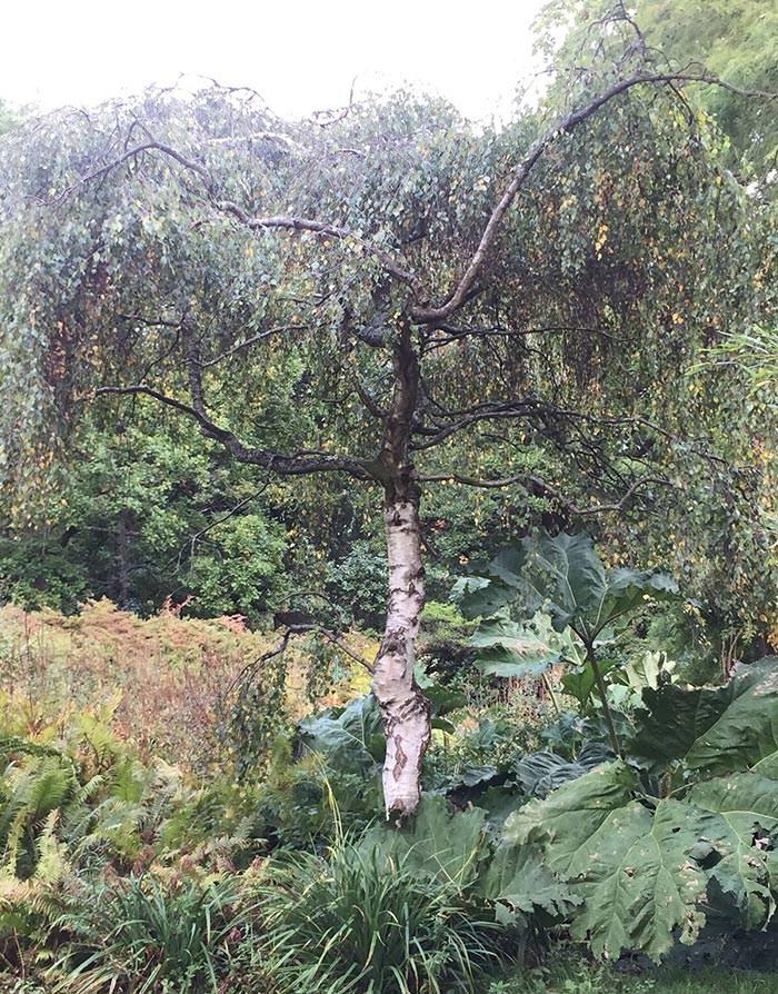 Weeping birch tree varieties are popular for their impressive habit.