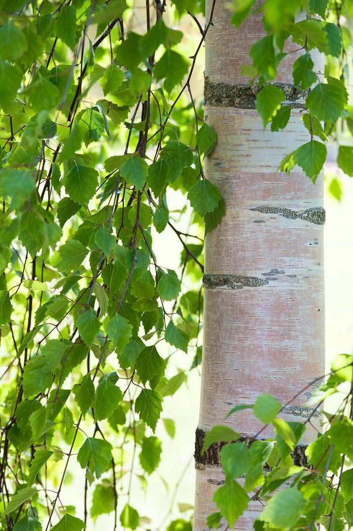 The naturally narrow form makes Silver Birch Tristsis stand out among other weeping birch trees.