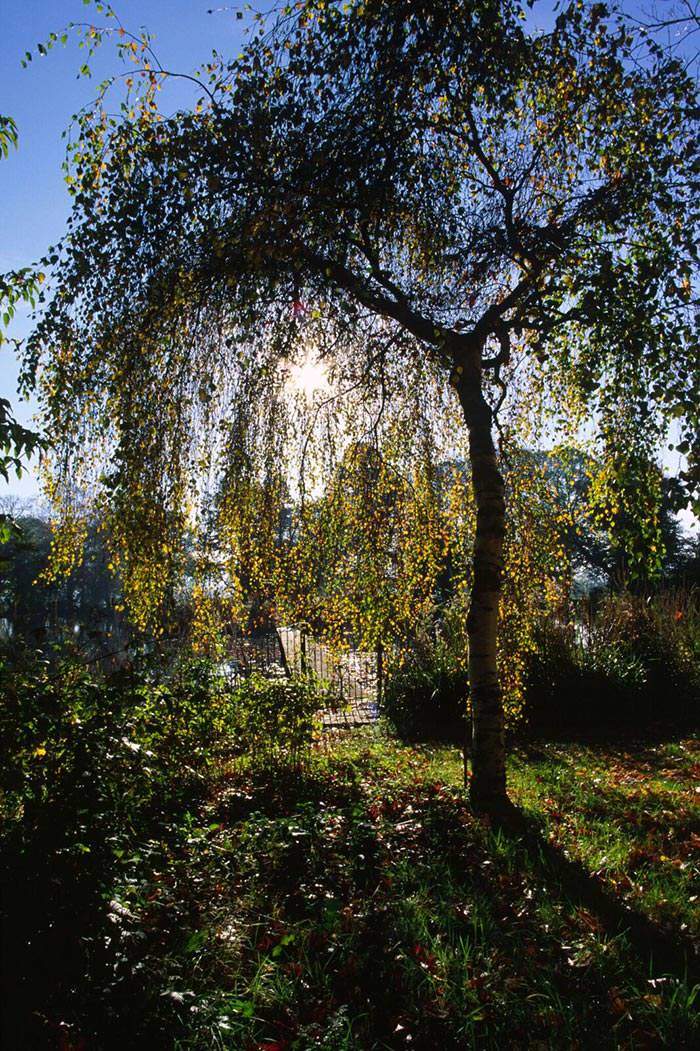 The weeping habit of the Young's weeping birch is highly-decorative.