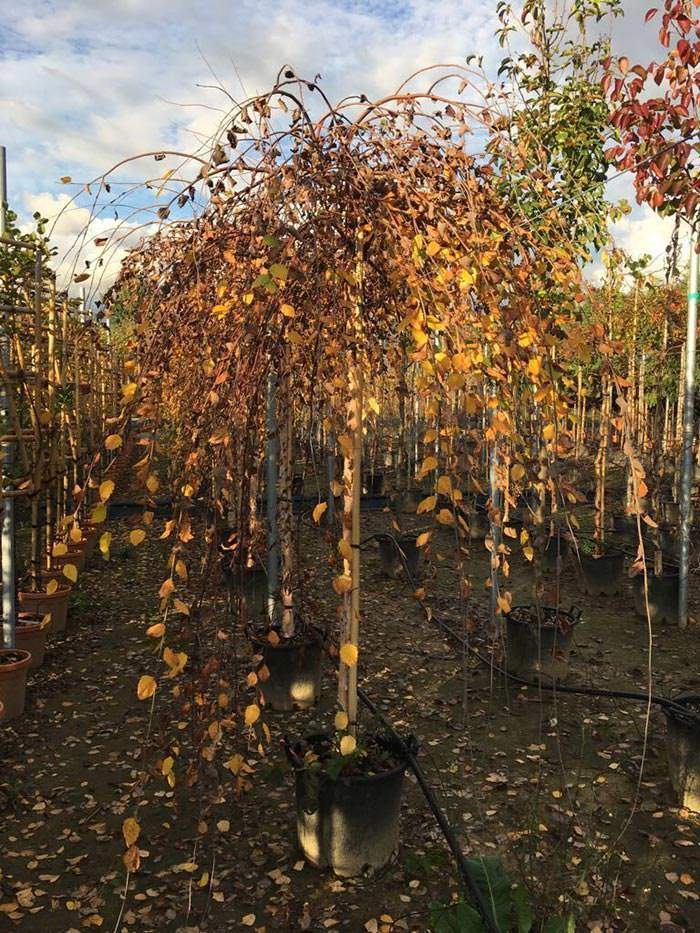 All weeping birches are well known for their good autumn colour.