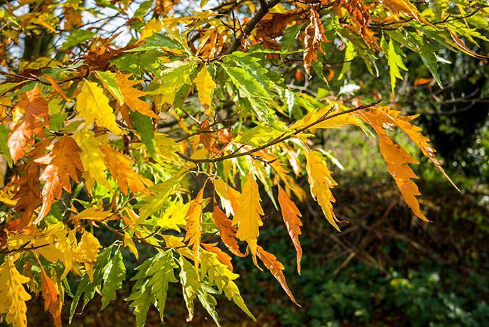 The cut-leaved beech looks even more stunning in the autumn.