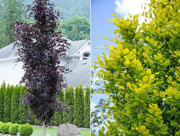 With gold and purple-leaved varieties, Beech Dawyck is ideally suited for any landscape.
