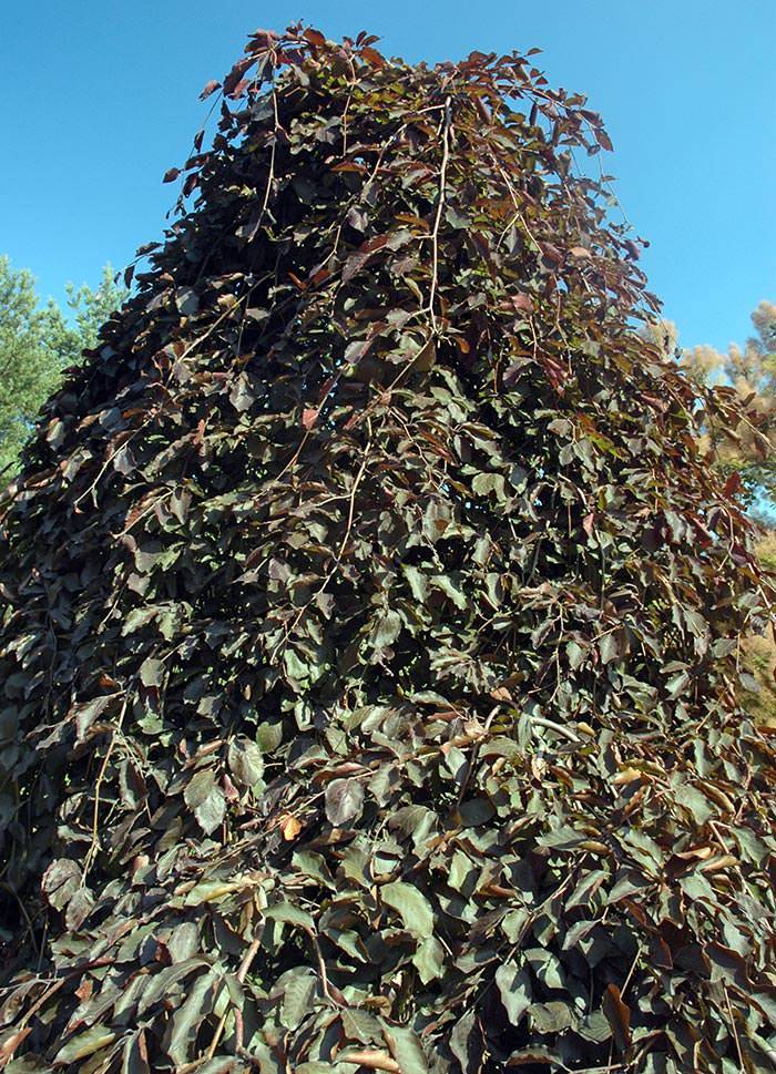 Purple-leaved and with a weeping habit, Beech Puple Fountain is an excellent specimen tree.