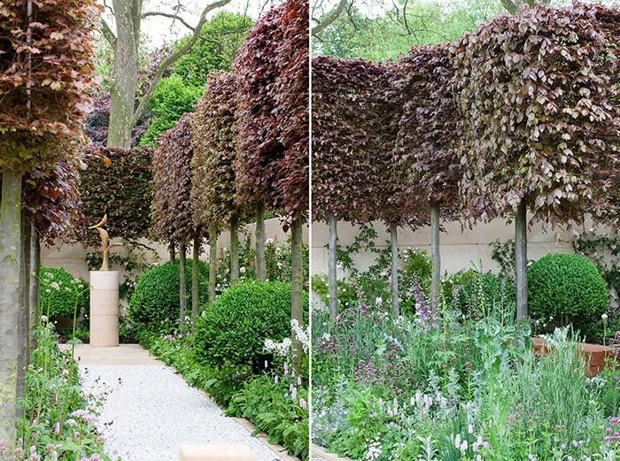 The square crown of pleached beech trees makes them ideal for hedges.
