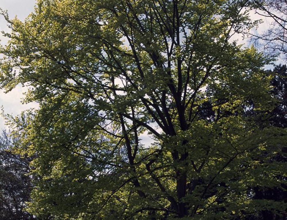 Mature Trees. Mature Evergreen Trees For Sale. Full Standard