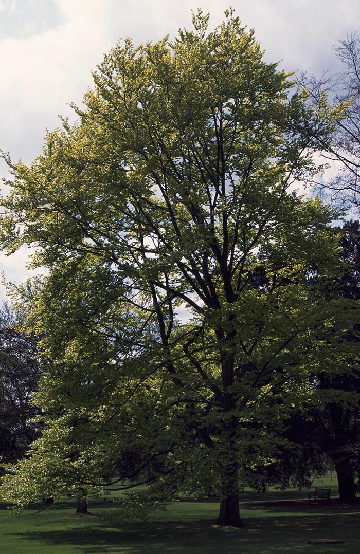 Beech Zlatia is prized for its striking golden-yellow foliage.