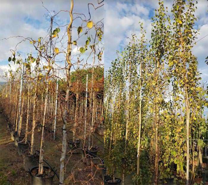 These two weeping birch tree varieties will fit into any garden.