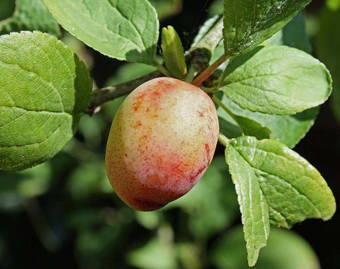 Early Fruiting Plum Trees -Sweet and juicy, Early Laxton plums are both dessert and culinary fruit.