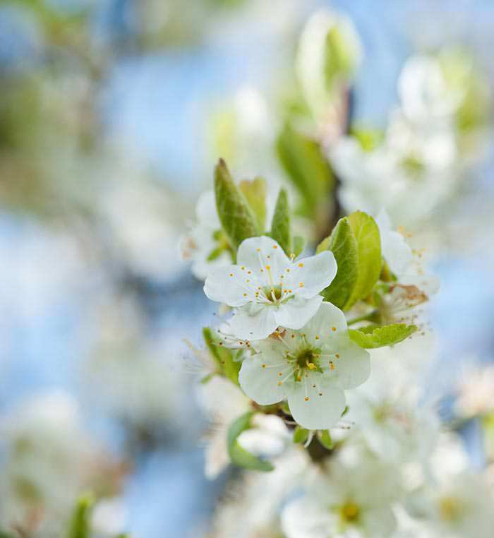 Plum blossoms offer interest in the spring, but they are primarily grown for their fruit.