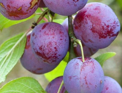 Plum Trees or Prunus Domestica