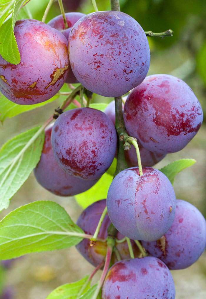 Classic plum trees - Excalibur plum is a reliable performer that bears heavy crops of fruit.