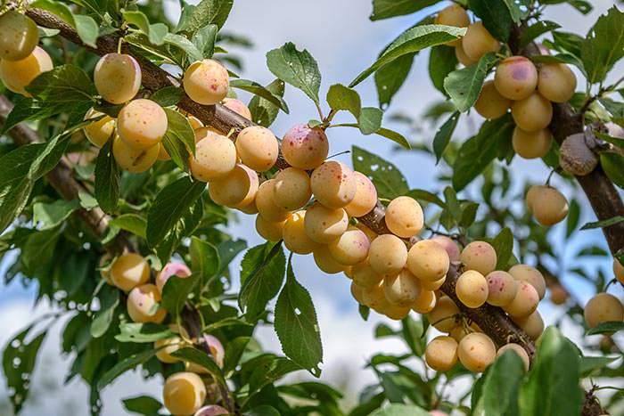 Mirabelle De Nancy plum trees produces masses of yellow fruit.