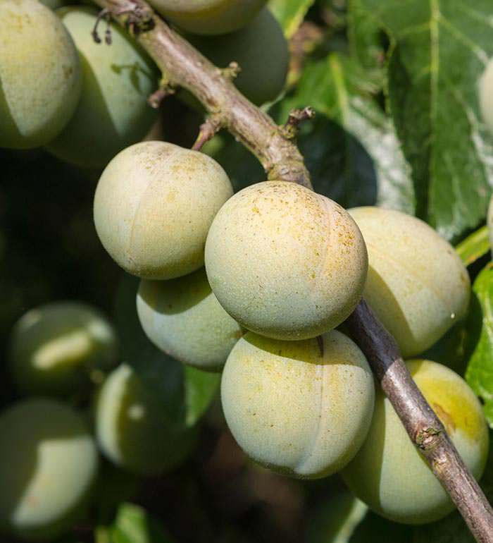 Green skin might be misleading, as Reine Claude Verte plums are exceptionally sweet.