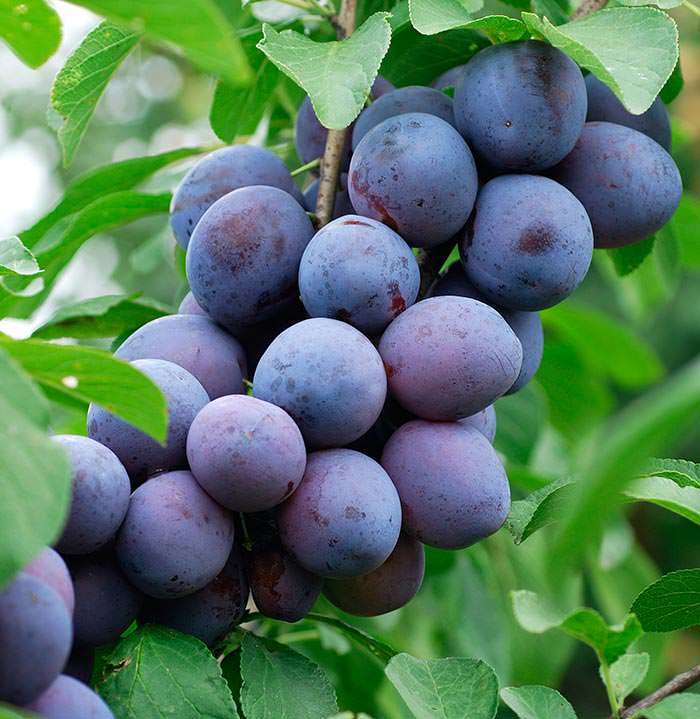 Early Season Plum Trees - Firm and slightly acidic, The Czar plums are ideally suited to be used for preserves.