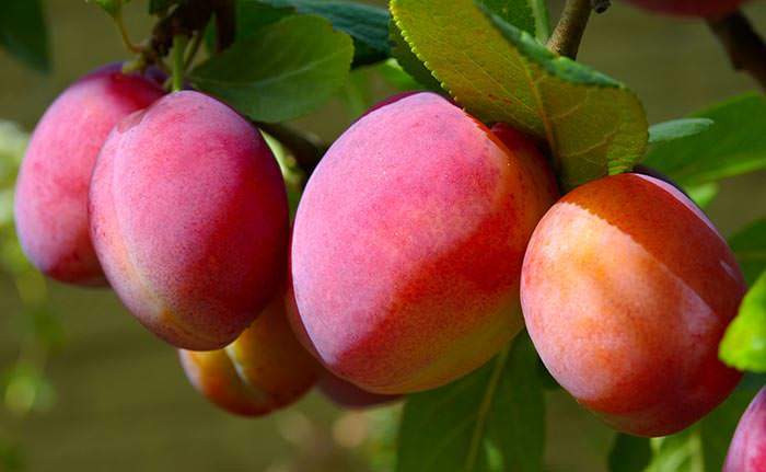 Native Plums - The reddish yellow Victoria plums are excellent as a freshly picked dessert or cooked into jellies and jams.