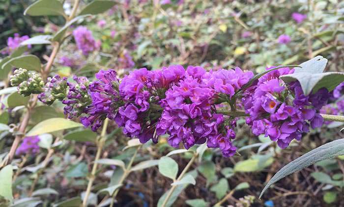 Butterfly Bush Blue Chip can be grown in pots and used to attract butterflies to patios and balconies.