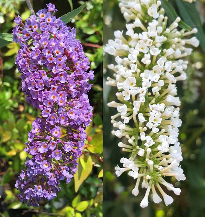 Buddlejas come in various colours, the most common being blue, lilac, purple, pink, and white.