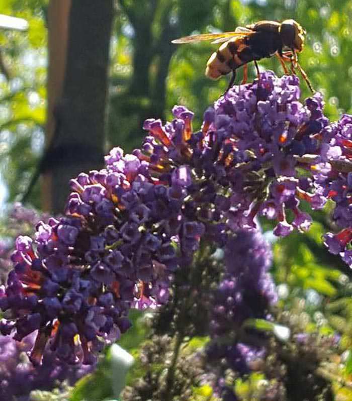 Buddleja shrubs will bring beneficial insects into your garden, including numerous butterflies: hence their common name.