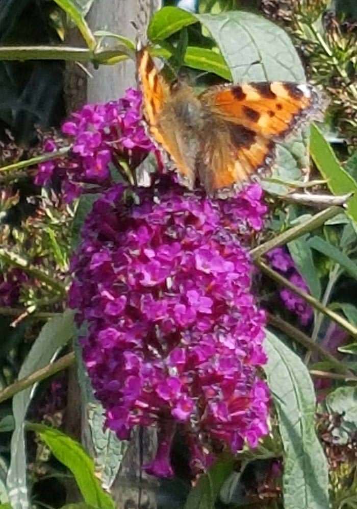 Buttefly Bush Royal Red starts out scarlet, but matures to a deep magenta colour as the flower season progresses.