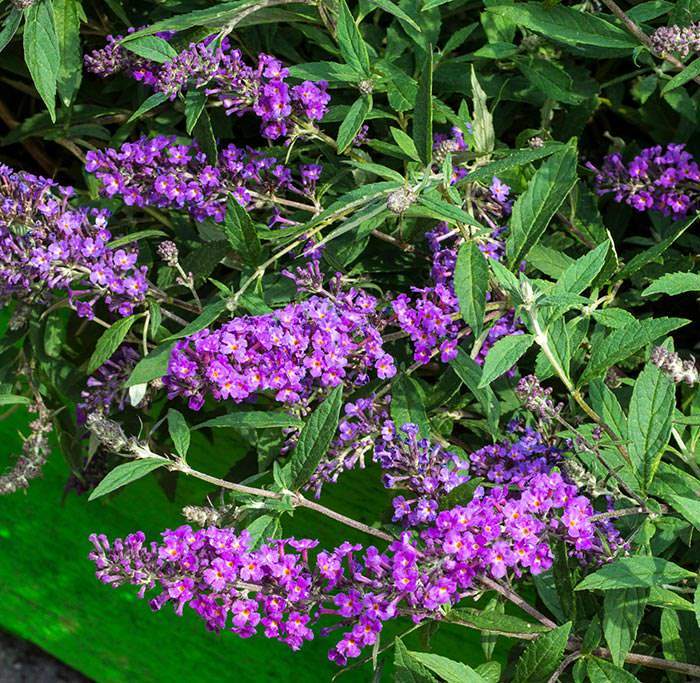 Buddleja Free Petite is ideal for small gardens or as a specimen shrub for patios, as it can be grown in containers.