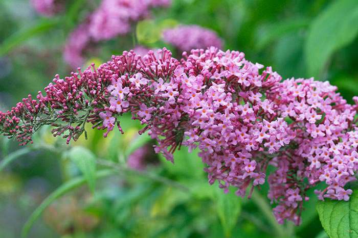 Buddleja Ile de France is an old French variety with an abundant blossom production.