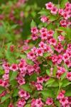 Weigela Eve Rathke tem sido uma das favoritas nos jardins ingleses desde os tempos vitorianos.