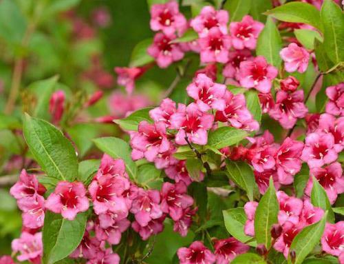 Low-Maintenance Flowering Shrubs: Weigela Varieties for Sale