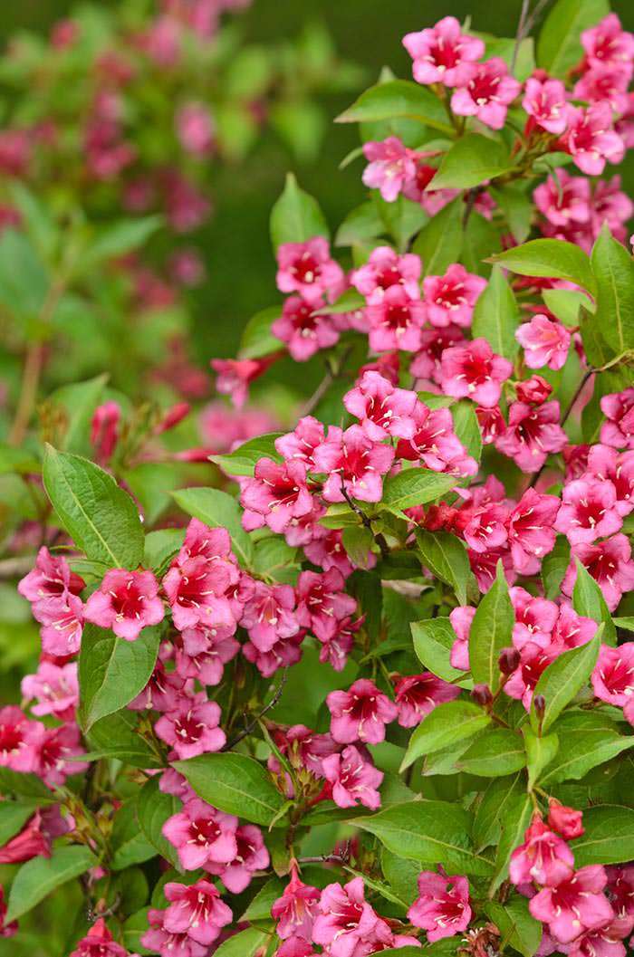 Weigela Eve Rathke has been a favourite in English gardens since the Victorian times.