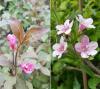 Weigela Purpurea e Rosea são as variedades mais populares de flor-de-rosa.