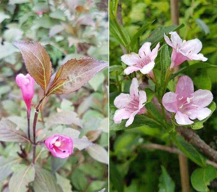 Weigela Purpurea and Rosea are the most popular pink-flowering varieties.