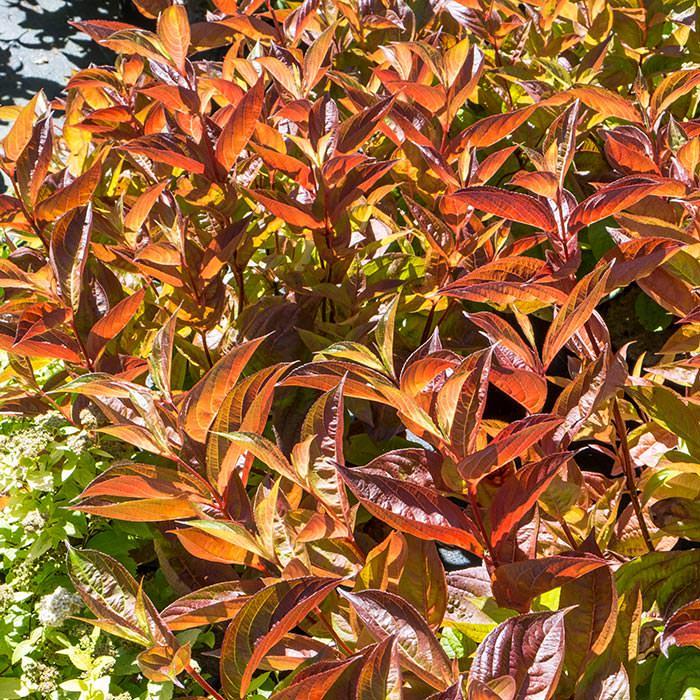 Weigela Wings of Fire is teh variety best known for its colourful autumn foliage.