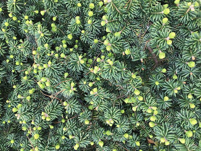 Most dwarf conifers occur as natural hybrids, but there are numerous varieties that are a product of plant breeding programs.