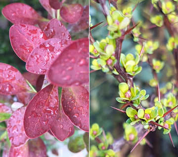 Featured here are the crimson-leaved Berberis Red Rocket and Barberry Pow Wow which boasts golden foliage.