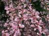 ベルベリスローズグローは、そのバラとクリームの斑点の紫色の葉のために最も愛されています。