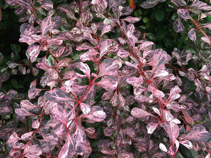 Berberis Rose glow is best loved for its rose and cream mottles purple foliage.